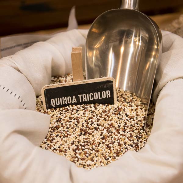 Tricolor quinoa