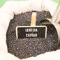 Lenteja caviar a granel