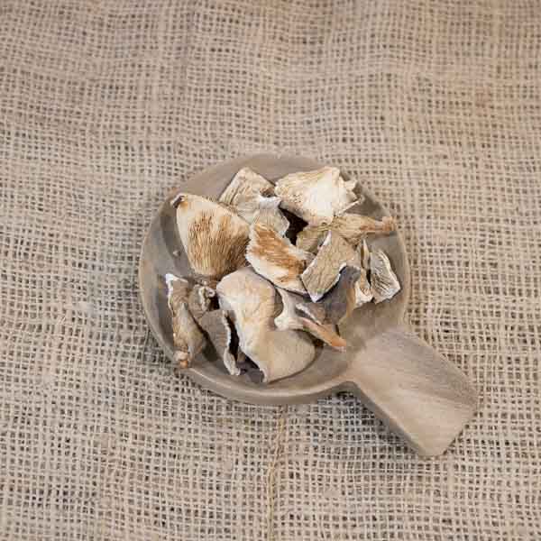 Seta ostras a granel